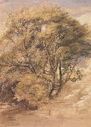 The Willow